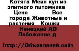 Котята Мейн-кун из элитного питомника › Цена ­ 20 000 - Все города Животные и растения » Кошки   . Ненецкий АО,Лабожское д.